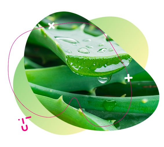 aloe vera, barnys, imunitní systém, organismus