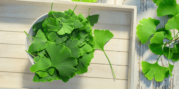 Ginkgo biloba