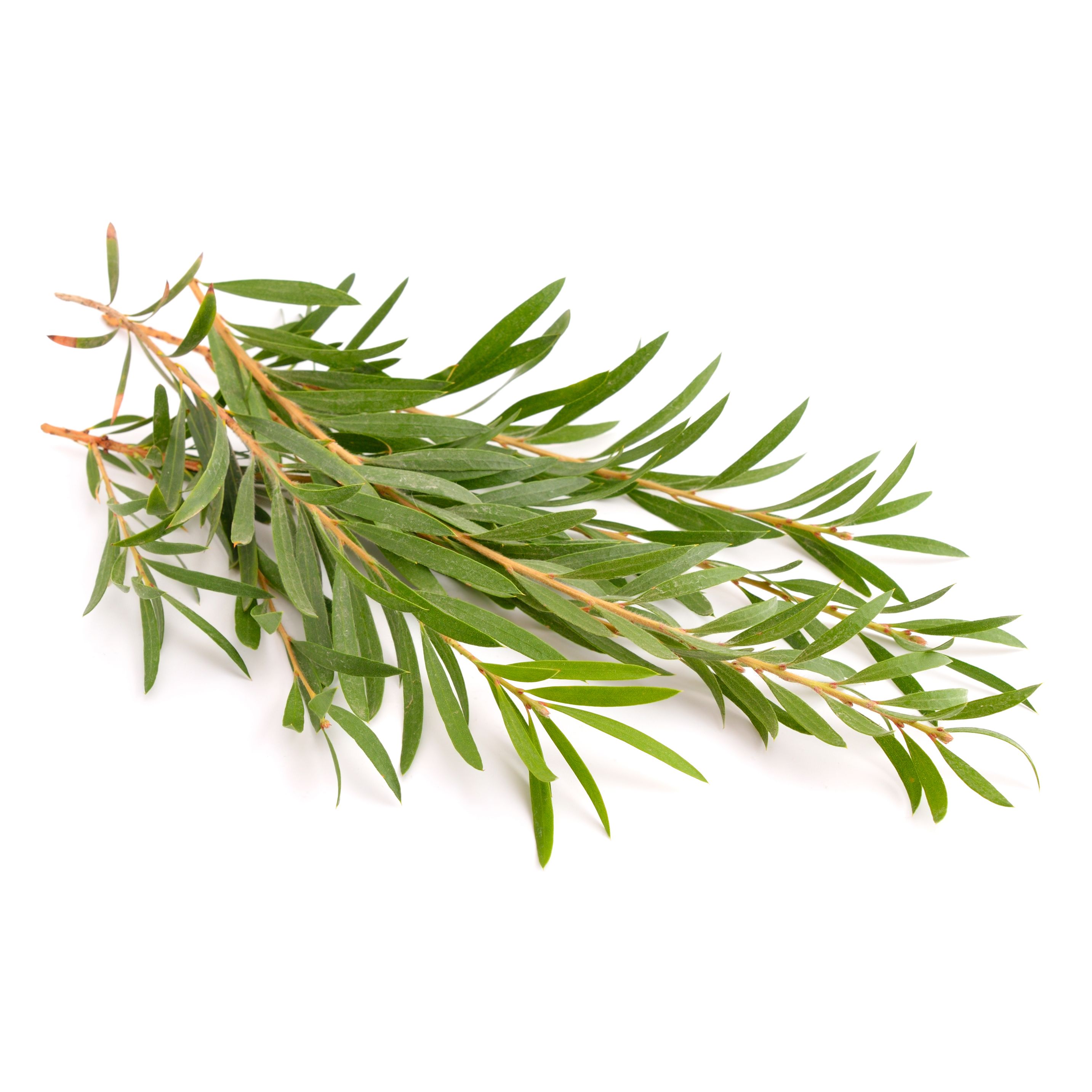 Tea Tree Olej, Renovality