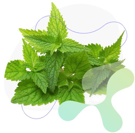 Kopřiva dvoudomá, glukóza v krvi, ledviny, močové cesty, prostata, imunitní systém