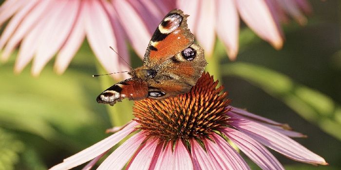 echinacea , imunita , nachladenie , cesnak , rakytník , brusnice