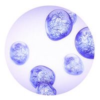 Biotynol tripeptyd