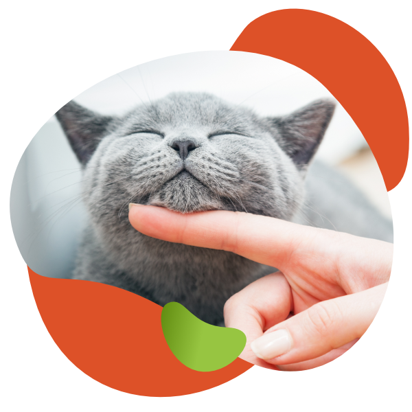 Flexadin cat
