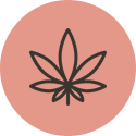 Cannabis sativa