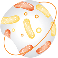Ikonka – živé bakteriální kultury