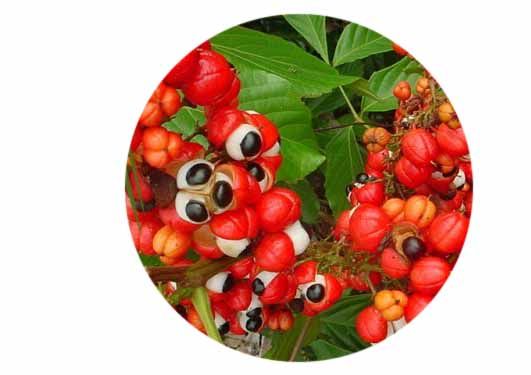 guarana