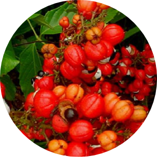 guarana