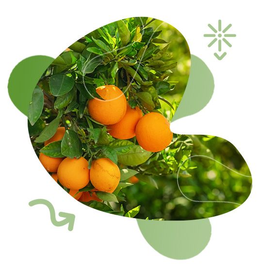 GreenFood Nutrition, metabolismus, aktivita, životní styl, tělesná hmotnost