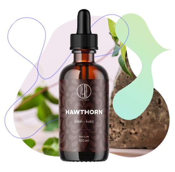 Hloh květ, usínání, činnost srdce, transport kyslíku, cévní systém