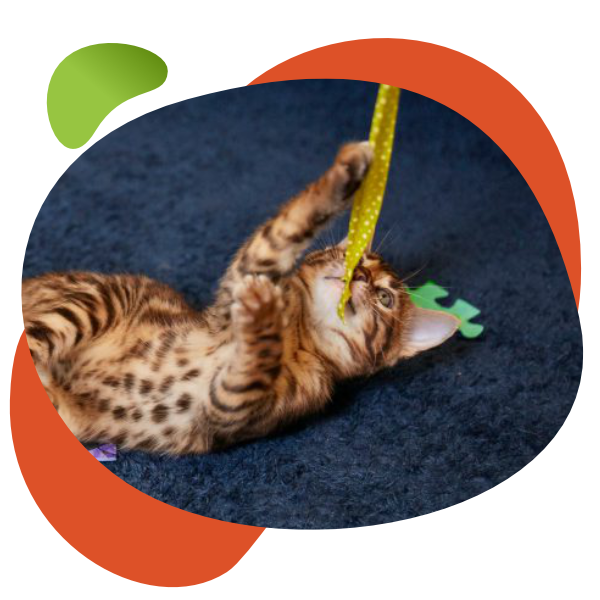 Flexadin Cat