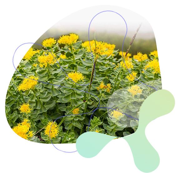 Rhodiola Rosea, srdce a cévní systém, fyzický výkon a kondice, krevní oběh, trávení