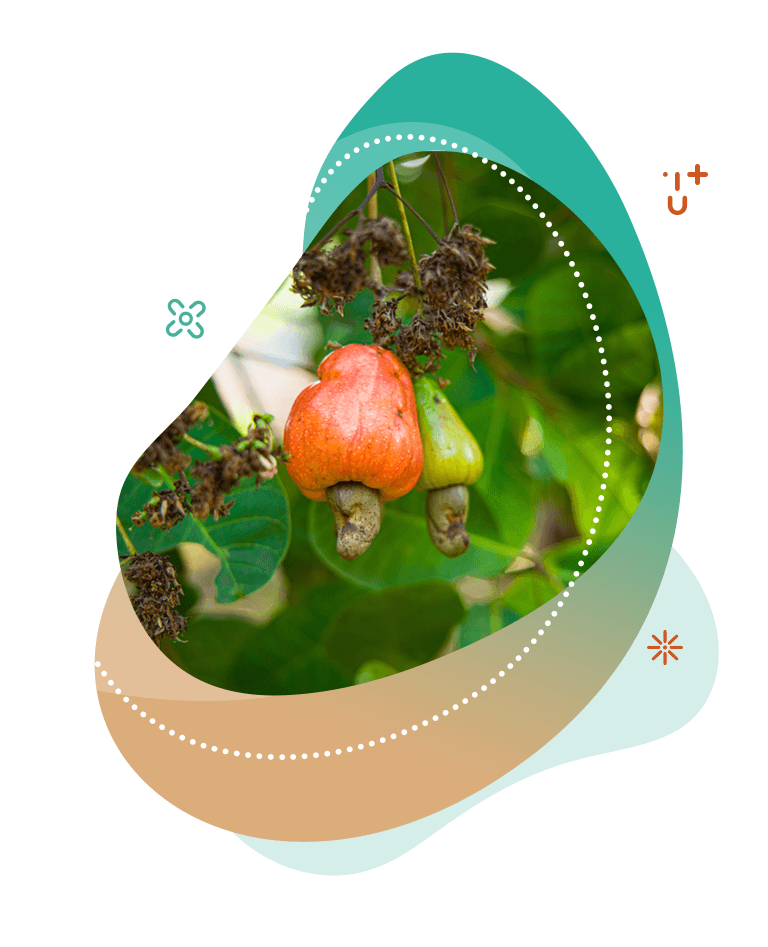 Wolfberry Kešu pražené solené Medium 500 g