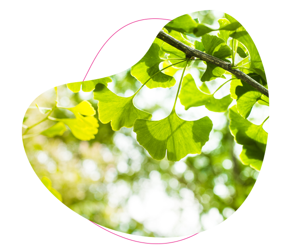 Ginkgo biloba
