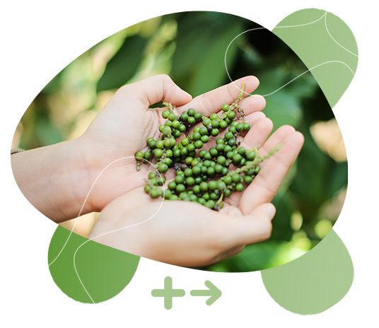 GreenFood Nutrition, metabolismus, aktivita, životní styl, tělesná hmotnost
