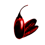 Kustovnice čínská (Lycium chinense)