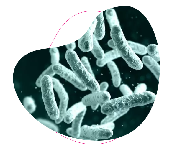 Probiotika