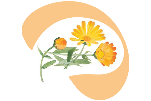 weleda, měsíček lékařský