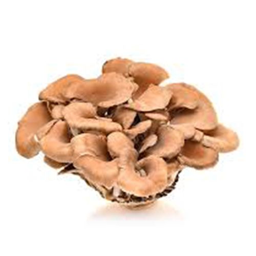 Organic Mushroom, Natures aid, zmes 5 liečivých húb, imunita, protinádorové účinky, Maitake (Grifola frondosa)