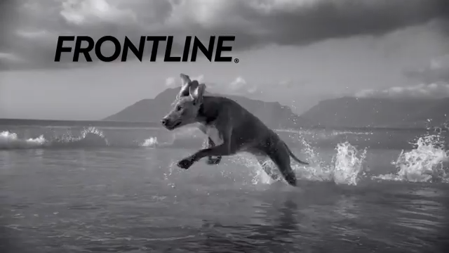 Frontline