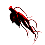 Sibiřský ženšen (Eleutherococcus senticosus)