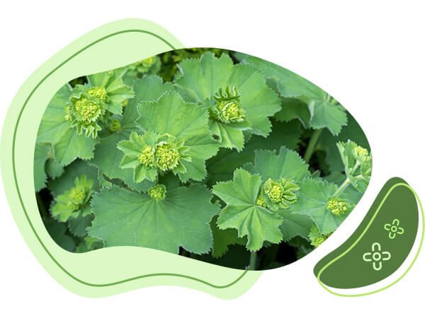 Alchemilla vulgaris