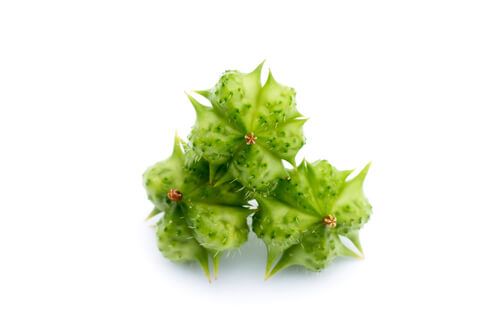 tribulus