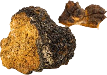 MycoMedica Chaga 90 kapslí