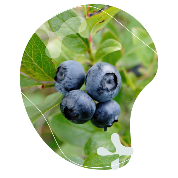 Aporosa Ostrovid Lutein