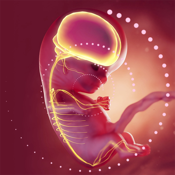 BrainMax Prenatal Complex