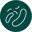 Lactobacillus