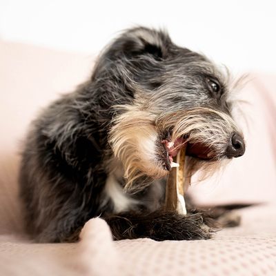 Explorer dog Žvýkací jelení paroh XL měkký 107 g