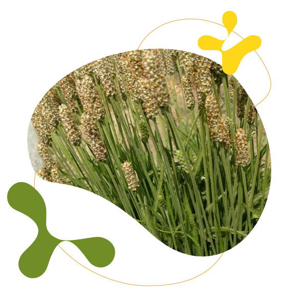 BrainMax Pure Psyllium