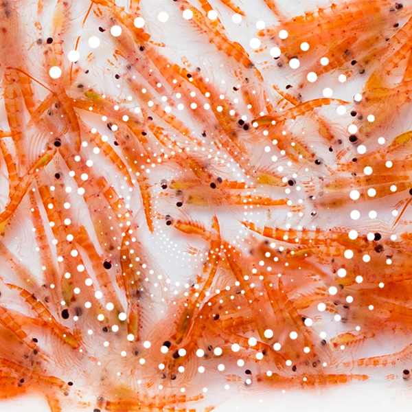 BrainMax Krill Oil s astaxanthinem 