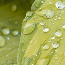 voda z listů čajovníku