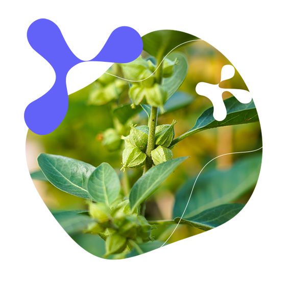 duševné zdravie, relaxácia, Ashwagandha, kardiovaskulárny systém
