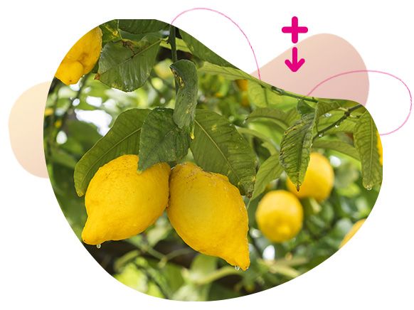 imunitný systém, vitamín c, únava