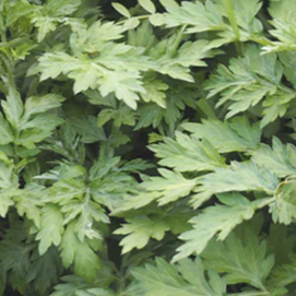 Extrakt z artemízie princips