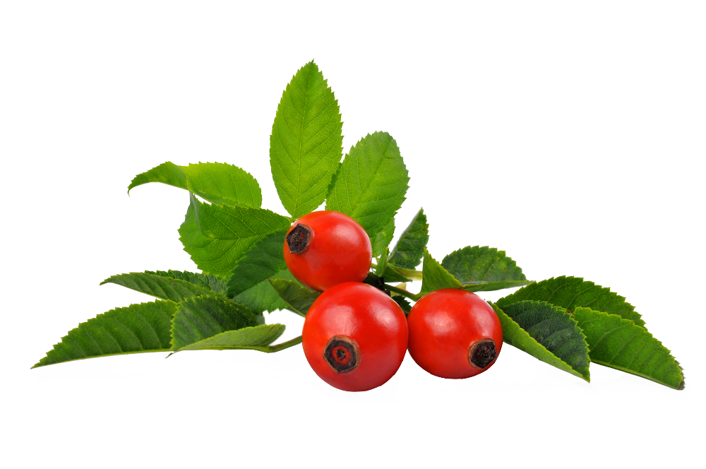 šípek vitamin C metabolismus imunita kolagen