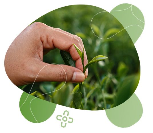 GreenFood Nutrition, metabolismus, aktivita, životní styl, tělesná hmotnost