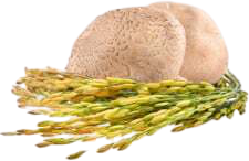 MycoMedica MycoCholest 120 kapslí