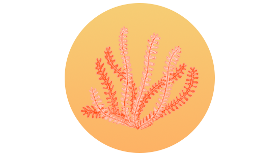 Chlorella