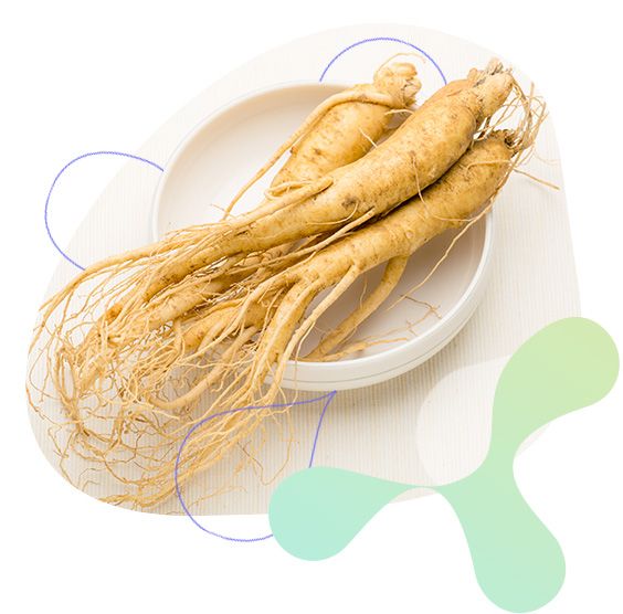 Korejský ženšen, sexuální zdraví, únava, kognitivní funkce a paměť, krevní oběh, zvládání stresu