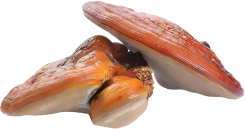 MycoMedica Reishi triterpen 90 kapslí