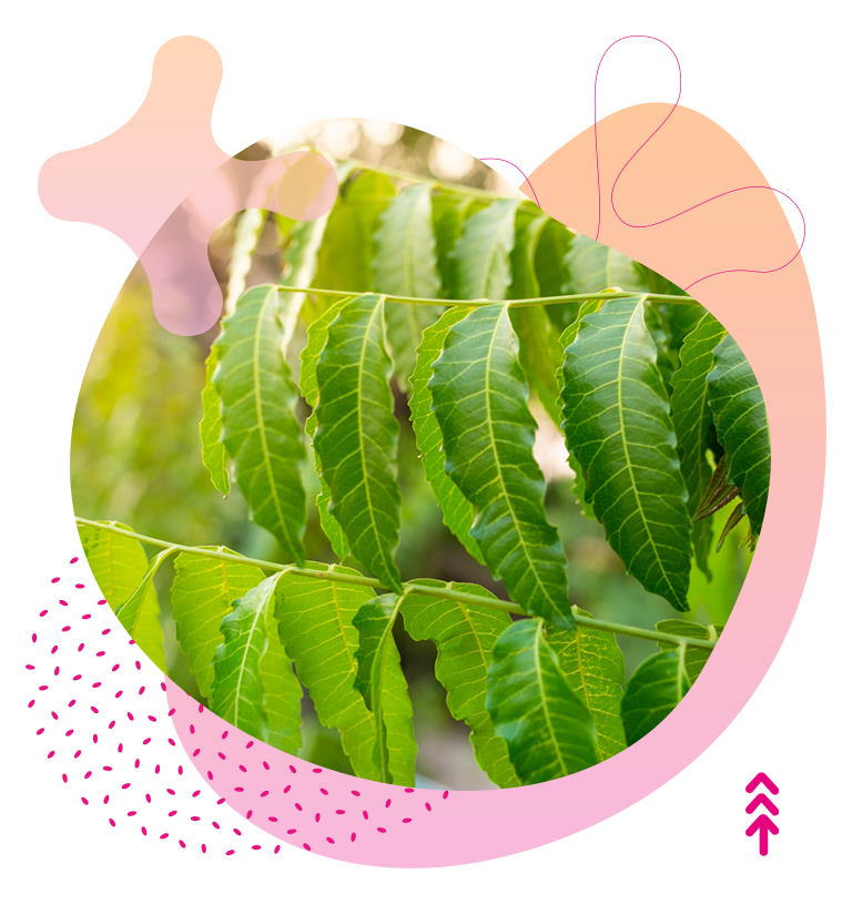 Neem
