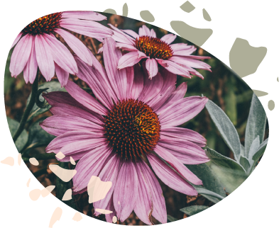 echinacea