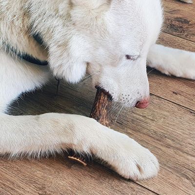 Explorer dog Žvýkací jelení paroh XL měkký 107 g