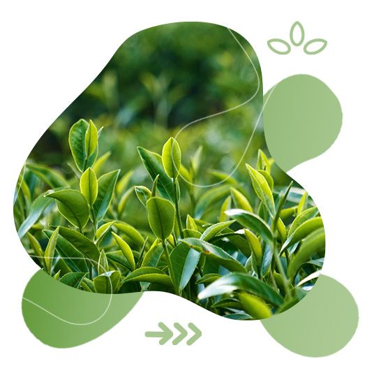 GreenFood Nutrition, metabolismus, aktivita, životní styl, tělesná hmotnost
