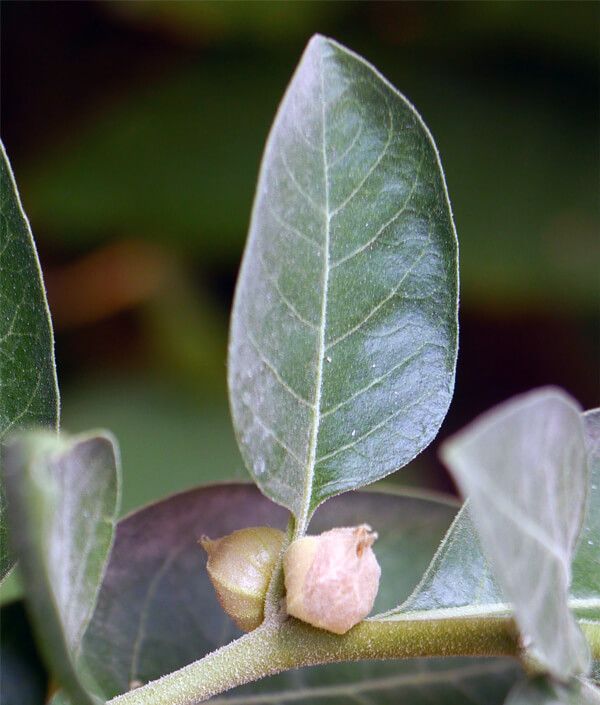 rastlina